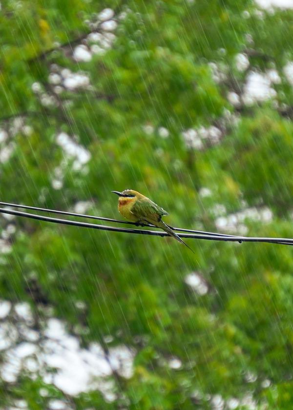Image of Branch, Bird, Beak, Wing, Tail, Feather etc.