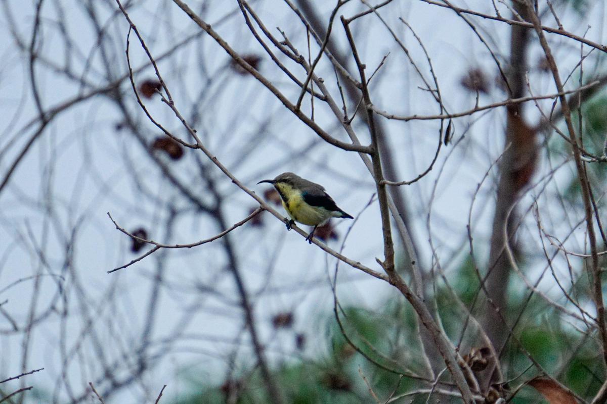 Image of Branch, Adaptation, Bird, Beak, Feather, Twig etc.