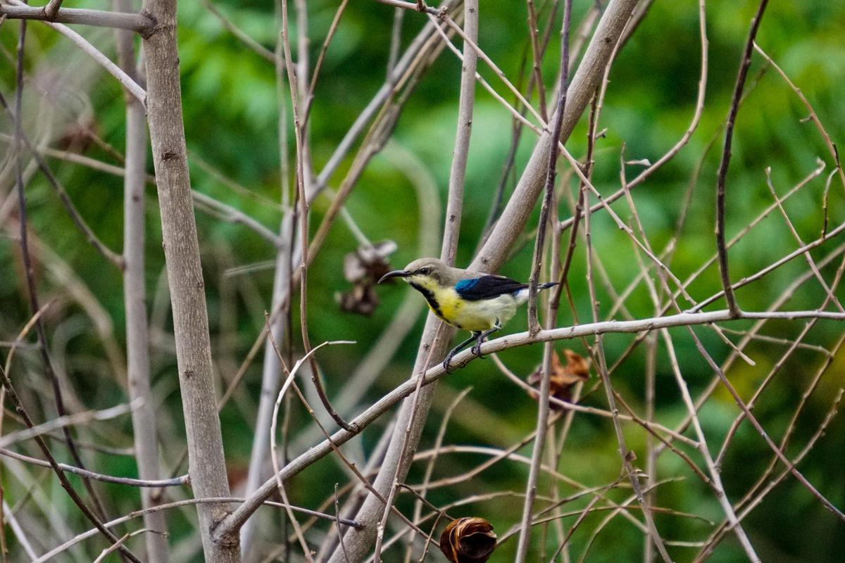 Image of Branch, Wildlife, Terrestrial animal, Bird, Beak, Biome etc.