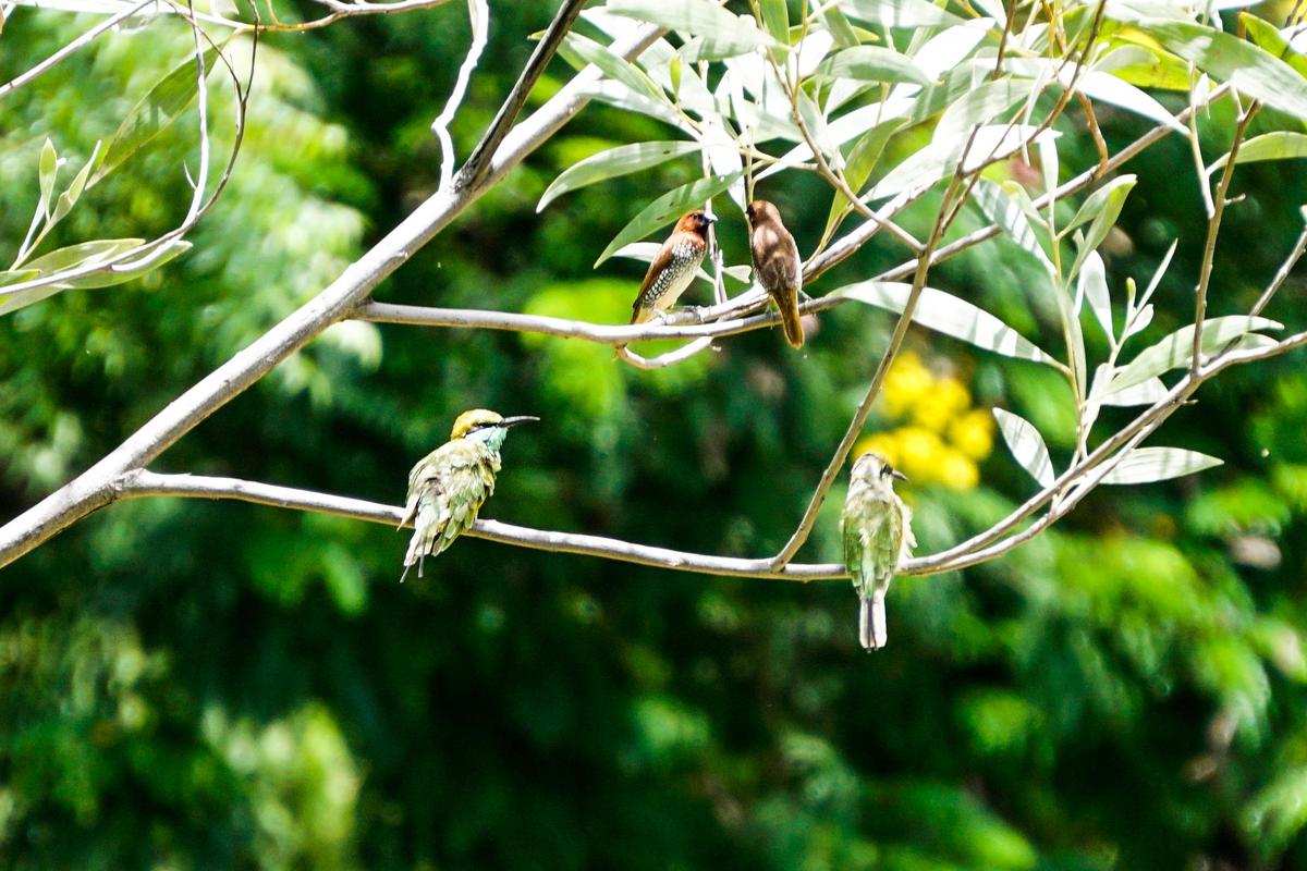 Image of Branch, Adaptation, Bird, Beak, Woody plant, Feather etc.