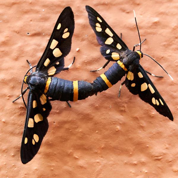 Image of Insect, Invertebrate, Butterfly, Moths and butterflies, Net-winged insects, Moth etc.