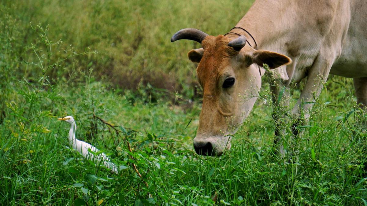 Image of Wildlife, Terrestrial animal, Grassland, Grass, Bovine, Horn etc.