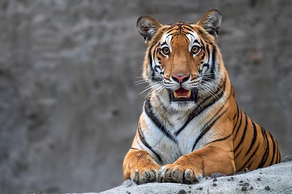 Image of Wildlife, Tiger, Vertebrate, Terrestrial animal, Bengal tiger, Mammal etc.