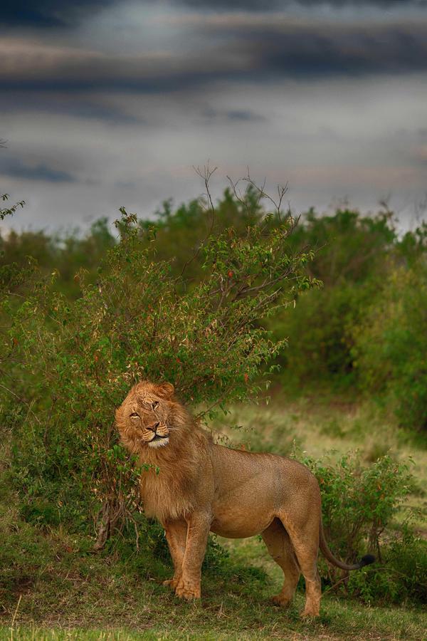 Image of Wildlife, Vertebrate, Terrestrial animal, Mammal, Felidae, Lion etc.