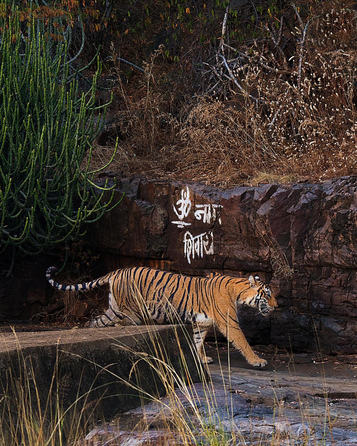 Image of Wildlife, Tiger, Terrestrial animal, Bengal tiger, Siberian tiger, Felidae etc.