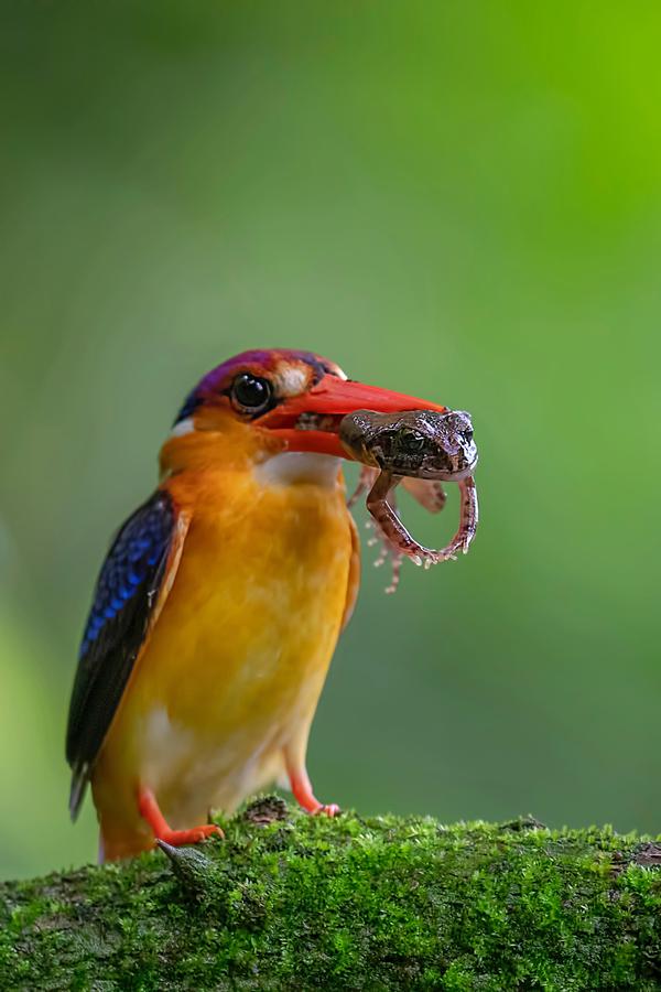 Image of Nature, Wildlife, Bird, Beak, Coraciiformes etc.