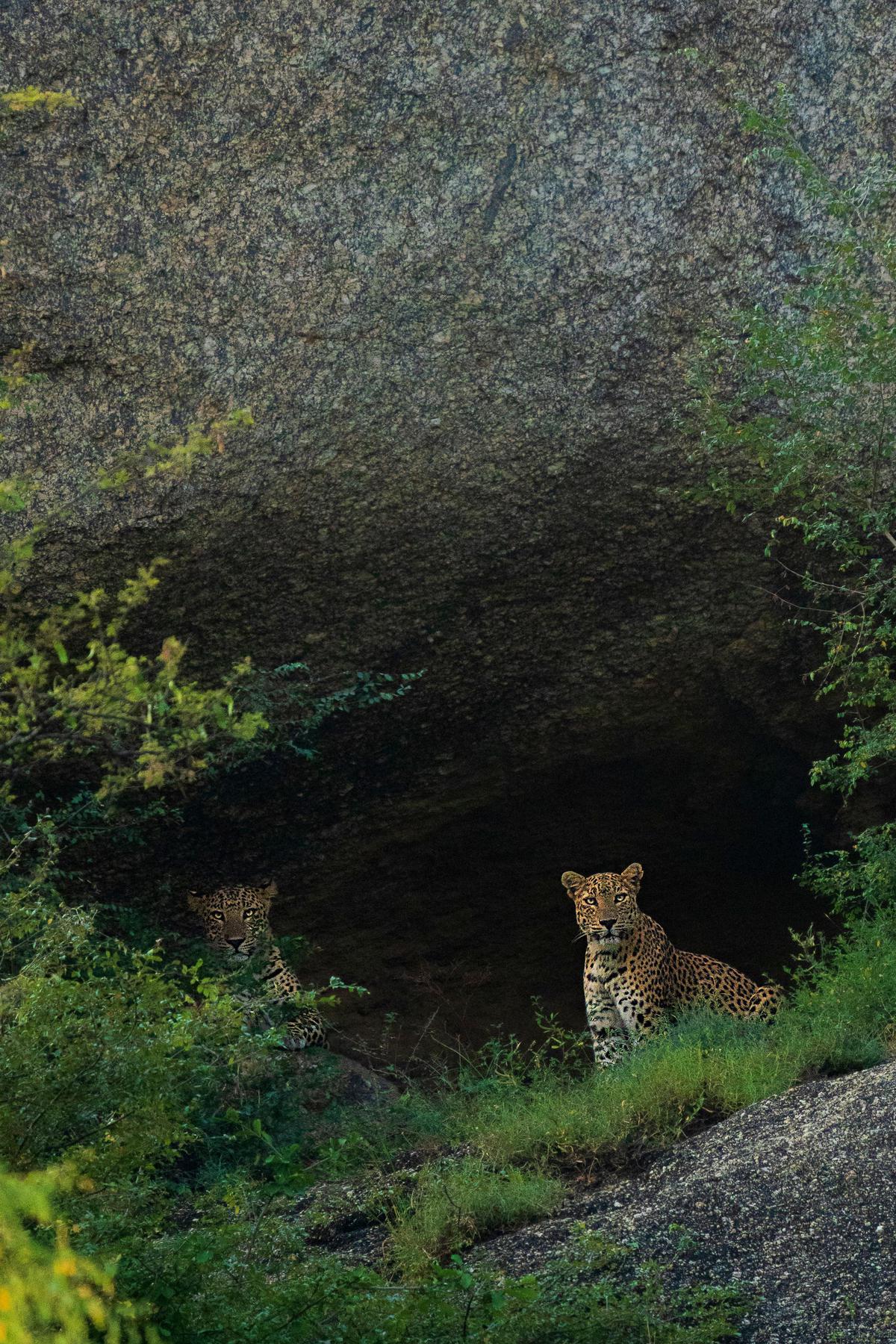 Image of Vegetation, Wildlife, Rock, Nature reserve, Formation etc.