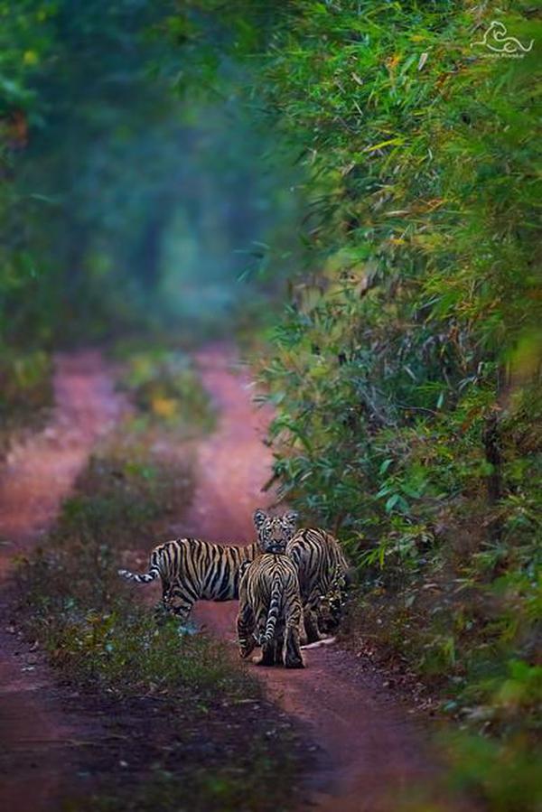 Image of Nature, Wilderness, Green, Vegetation, Wildlife, Tiger etc.