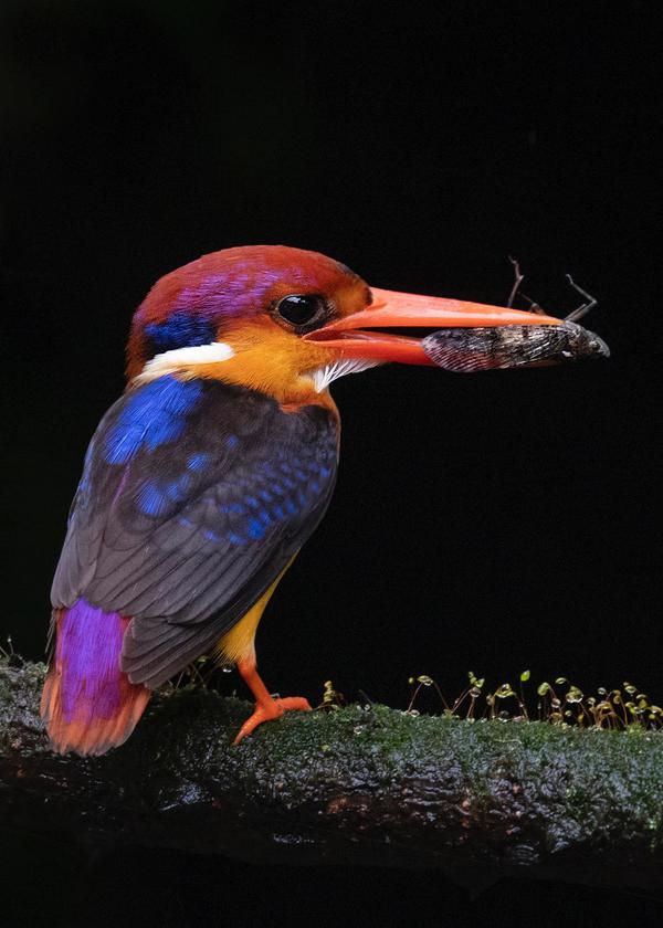 Image of Bird, Beak, Coraciiformes etc.