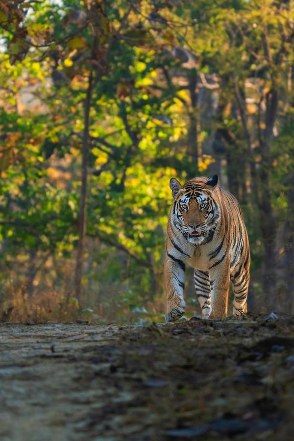 Image of Wildlife, Tiger, Vertebrate, Terrestrial animal, Bengal tiger, Mammal etc.