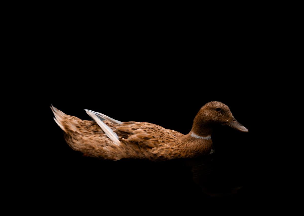 Image of  etc.
