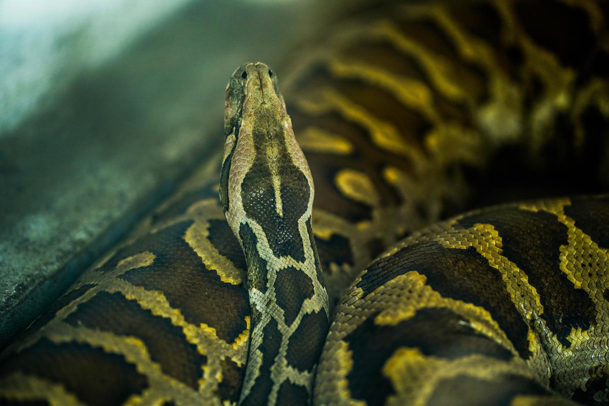 Image of Reptile, Scaled reptile, Snake, Serpent, Boa, Python etc.
