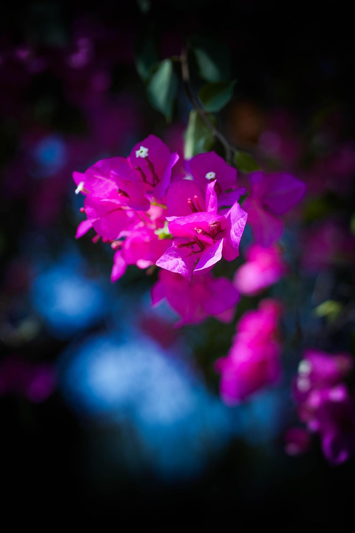 Image of Light, Purple, Pink, Plant, Flower, Spring etc.
