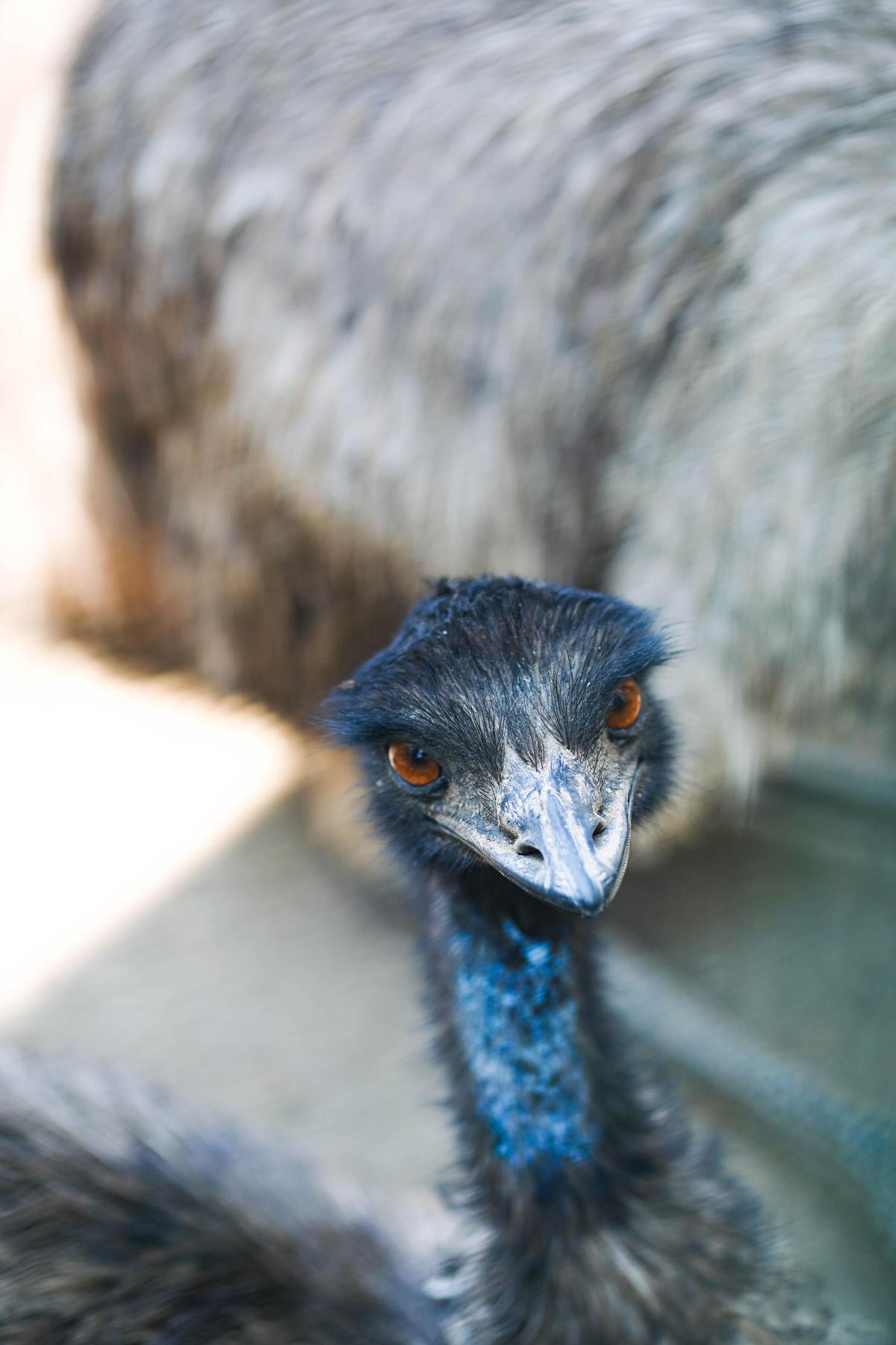 Image of Close-up, Bird, Beak, Flightless bird, Ratite, Emu etc.
