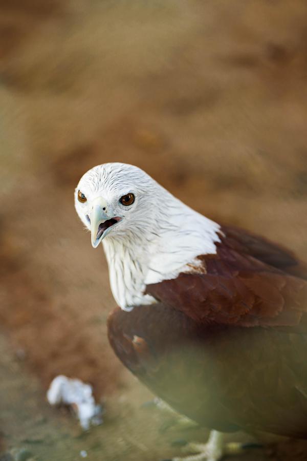 Image of Vertebrate, Bird, Beak etc.