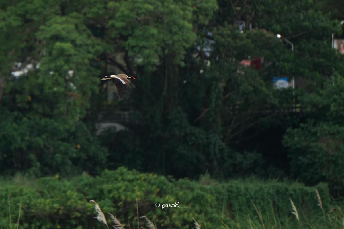 Image of Tree, Plant, Bird, Plant community etc.