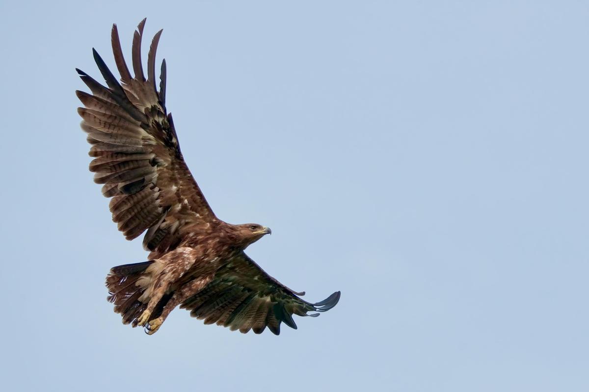 Image of Sky, Bird, Beak, Accipitridae, Falconiformes etc.