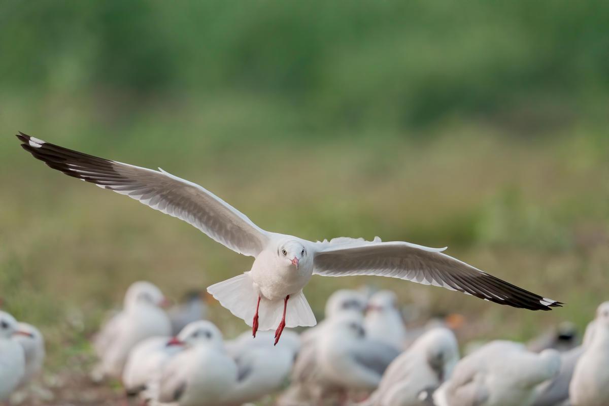 Image of Bird, Beak, Feather etc.