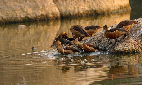 Image of Water, Vertebrate, Bird, Beak, Ducks, geese and swans, Wood etc.
