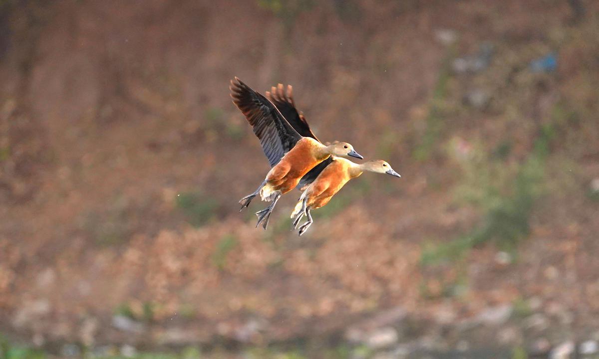 Image of Bird, Beak, Feather etc.