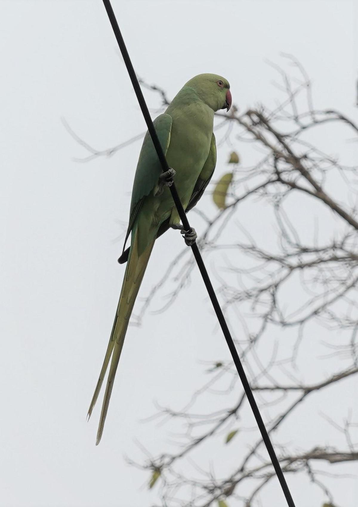 Image of Bird, Beak, Parrot, Budgie, Parakeet etc.