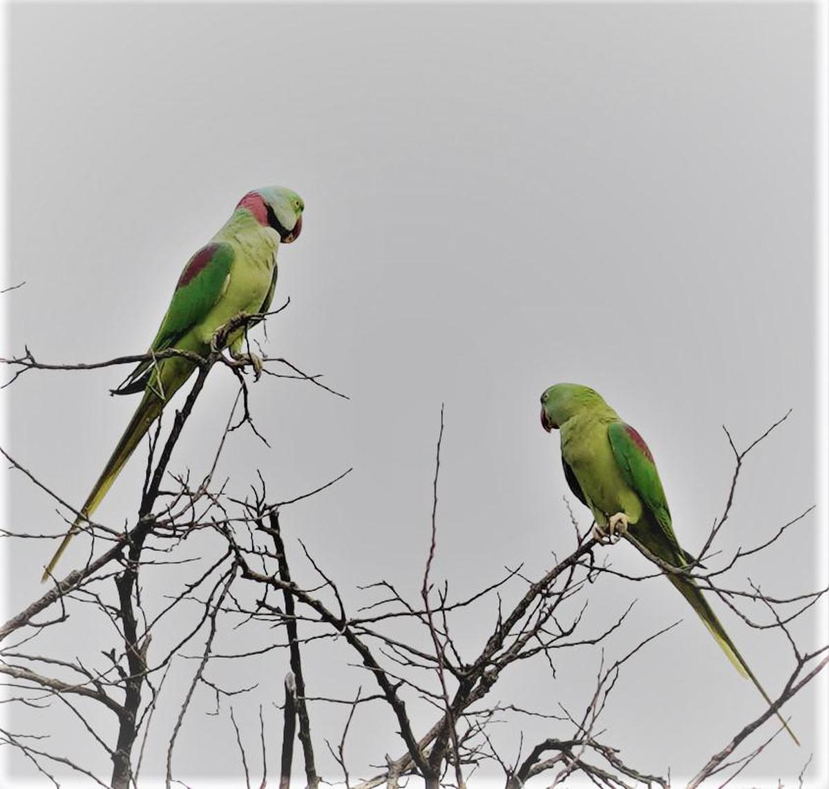 Image of Vertebrate, Bird, Beak, Feather, Parrot, Budgie etc.