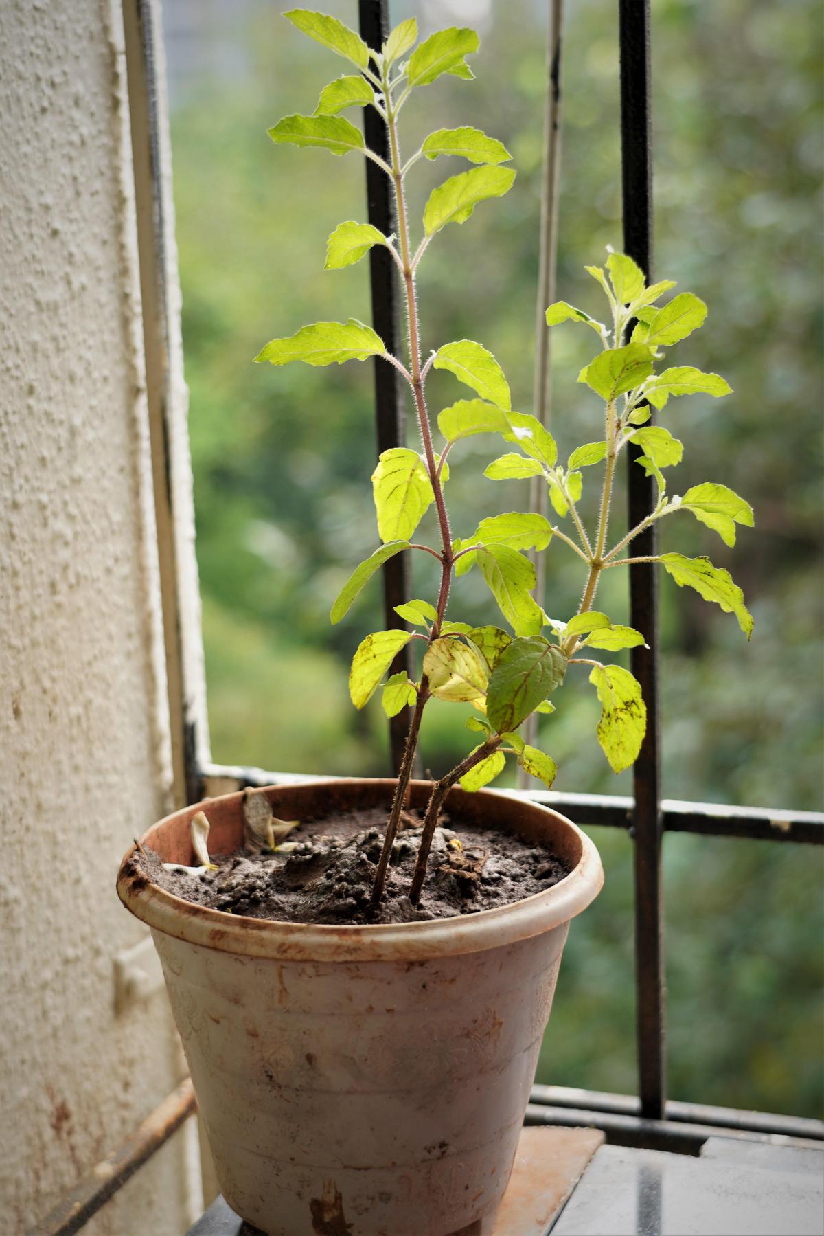 Image of Plant, Flower, Houseplant, Flowerpot etc.