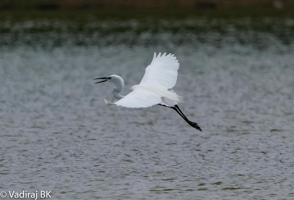 Image of Water, Vertebrate, Bird, Lake, Liquid etc.