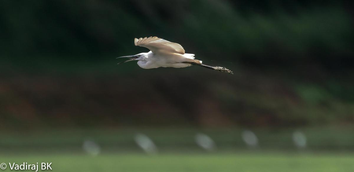 Image of Bird, Beak, Feather etc.