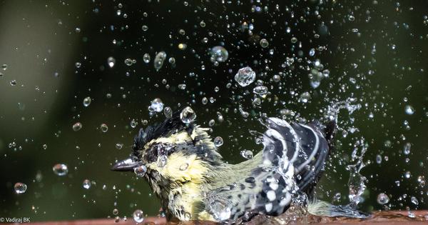 Image of Water, Organism, Bird, Liquid etc.