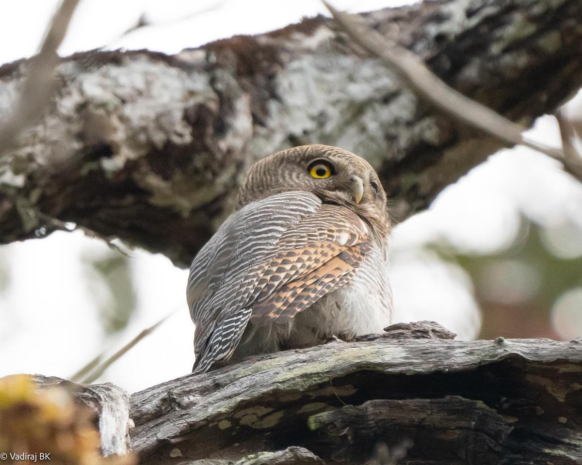 Image of Plant, Bird, Beak, Eye, Wood, Accipitridae etc.