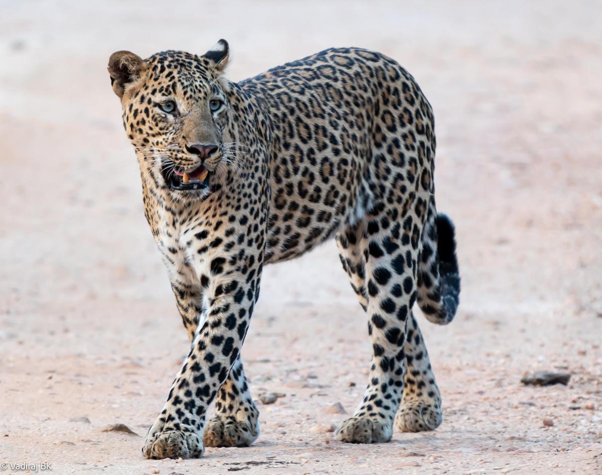 Image of Felidae, Big cats, Carnivore, Leopard, Whiskers etc.