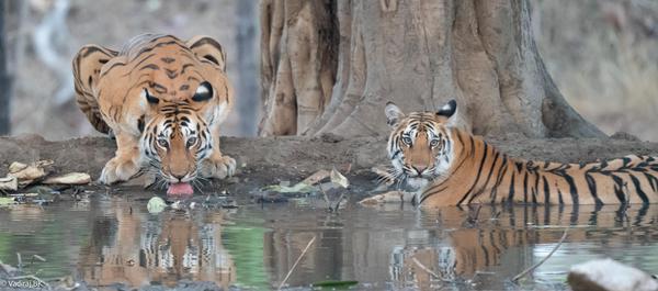 Image of Temple, Nature, Water, Organism, Tiger, Bengal tiger etc.