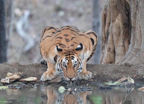 Image of Nature, Water, Organism, Tiger, Vertebrate, Bengal tiger etc.