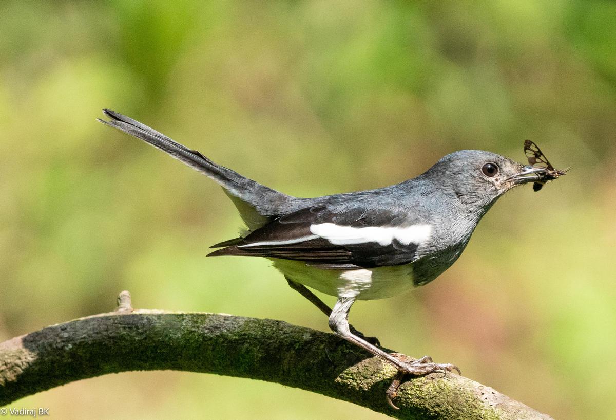 Image of Bird, Beak etc.