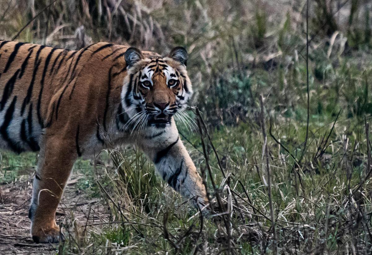 Image of Tiger, Bengal tiger, Siberian tiger, Felidae, Plant, Eye etc.