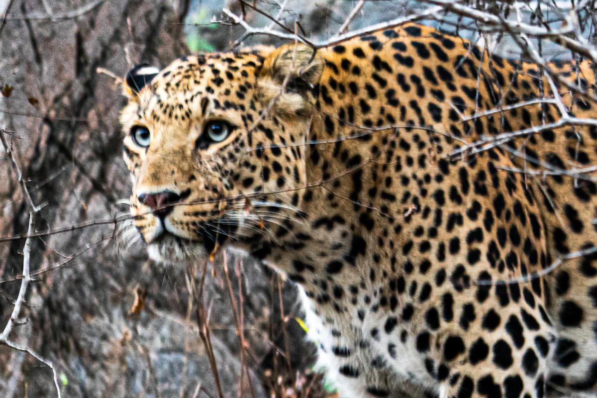 Image of Organism, Felidae, Plant, Big cats, Carnivore, Leopard etc.
