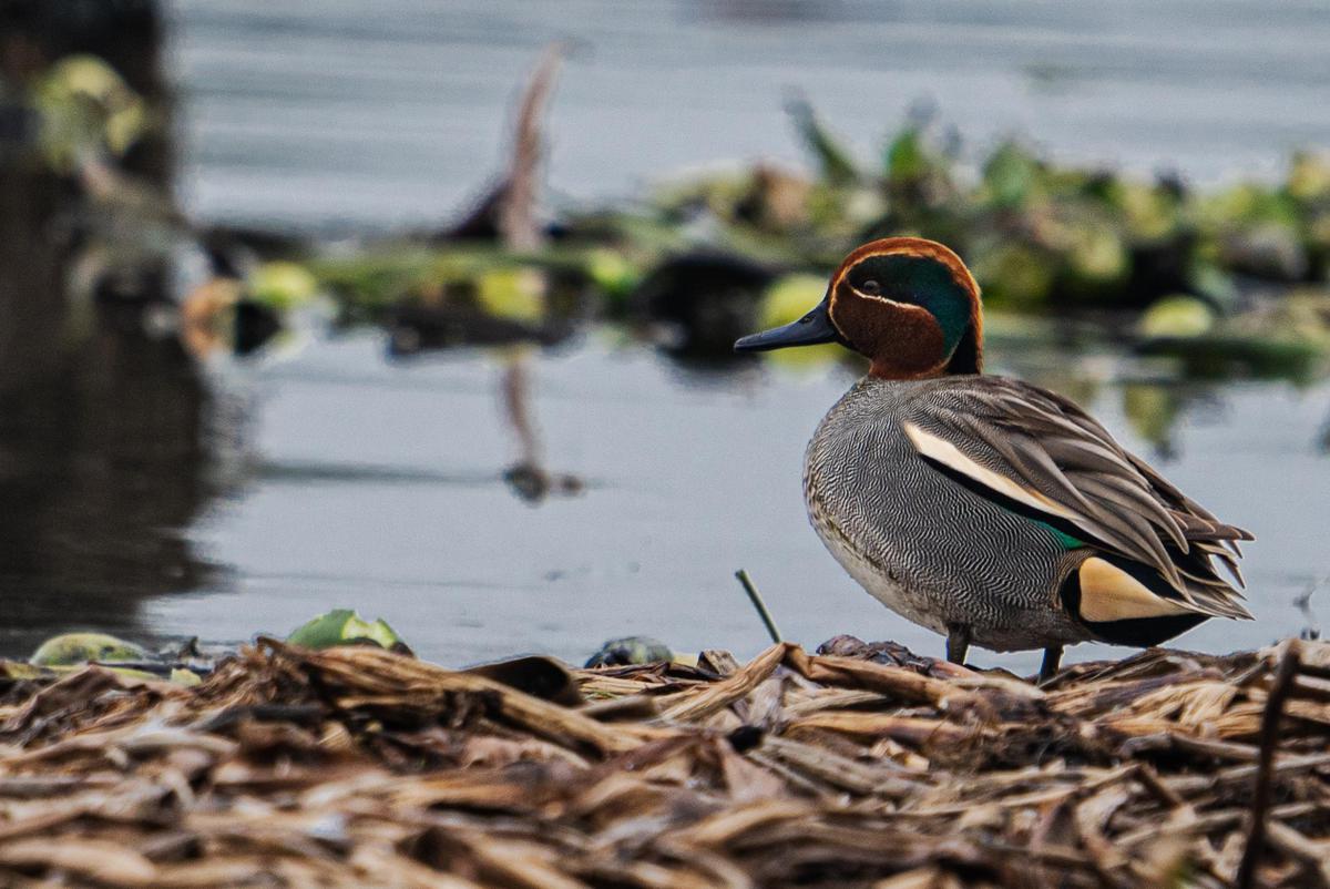 Image of Water, Bird, Beak, Waterfowl, Ducks, geese and swans, Body of water etc.
