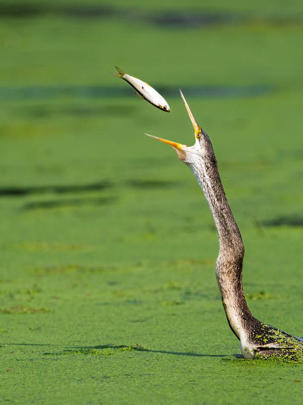 Image of Plant, Bird, Beak, Feather, Bustard etc.