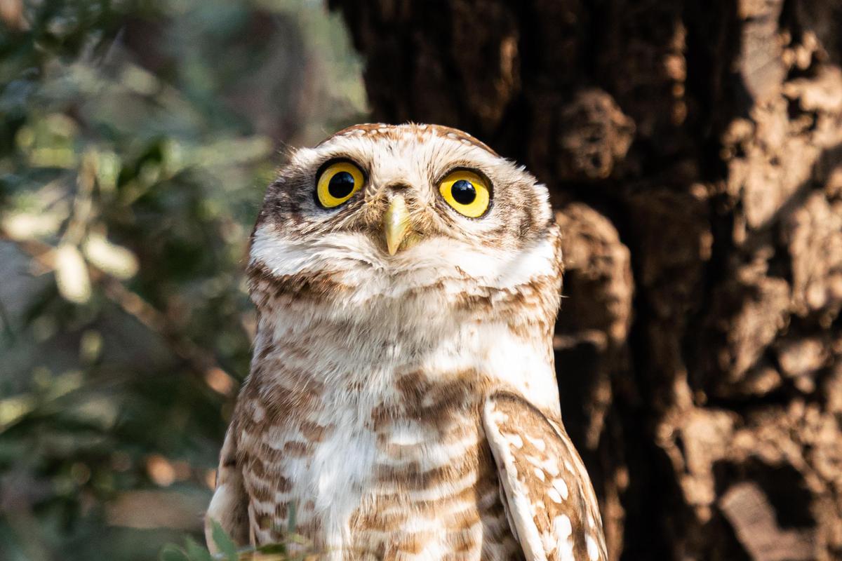 Image of Terrestrial animal, Bird, Beak, Owl etc.