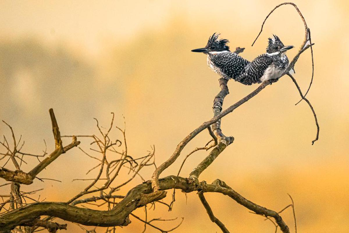 Image of Sky, Branch, Plant, Bird, Beak, Wood etc.