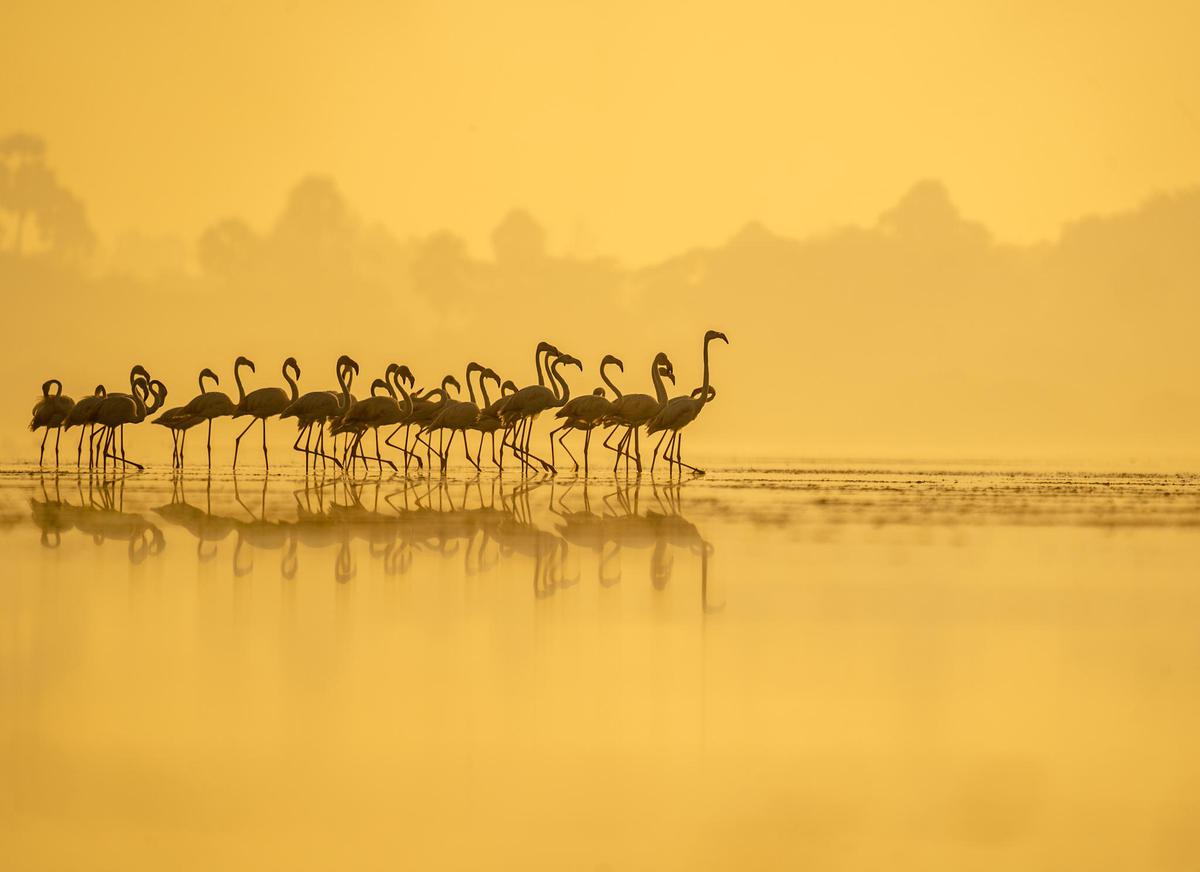 Image of Morning, Water, Wildlife, Calm, Bird migration, Animal migration etc.