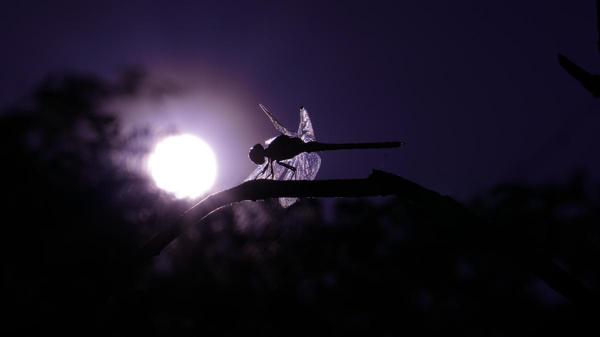 Image of Atmospheric phenomenon, Light, Night, Darkness, Wing, Atmosphere etc.