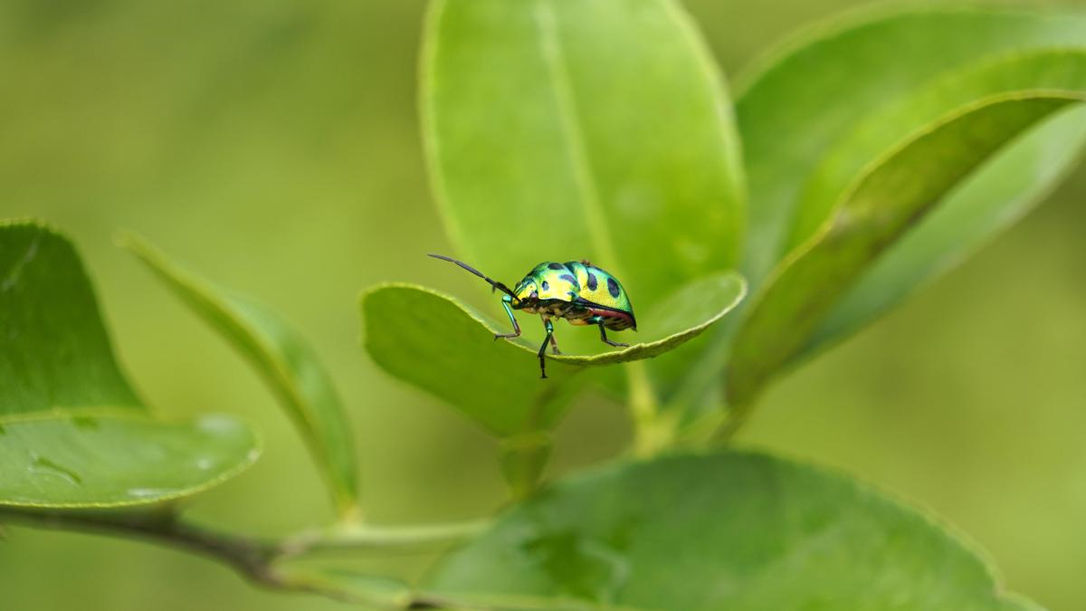 Image of Green, Adaptation, Vegetation, Macro photography, Leaf, Insect etc.