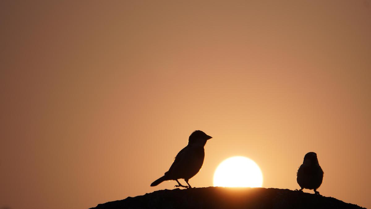 Image of Light, Adaptation, Evening, Bird, Beak, Wing etc.