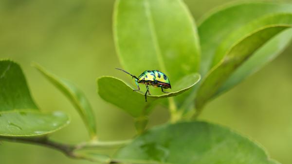 Image of Green, Adaptation, Vegetation, Macro photography, Leaf, Insect etc.