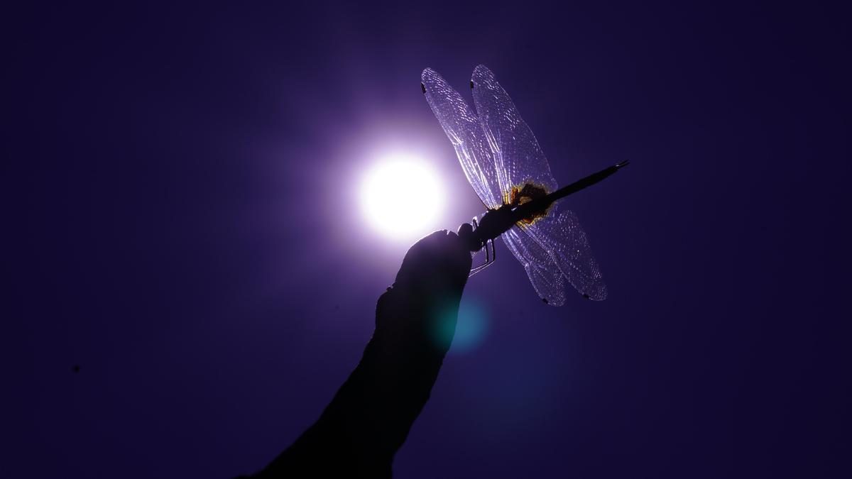 Image of Backlighting etc.