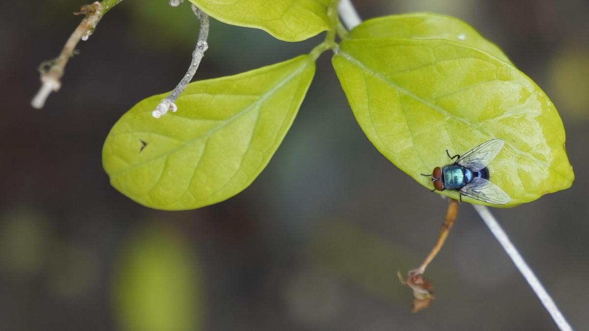 Image of Green, Macro photography, Botany, Leaf, Insect, Invertebrate etc.