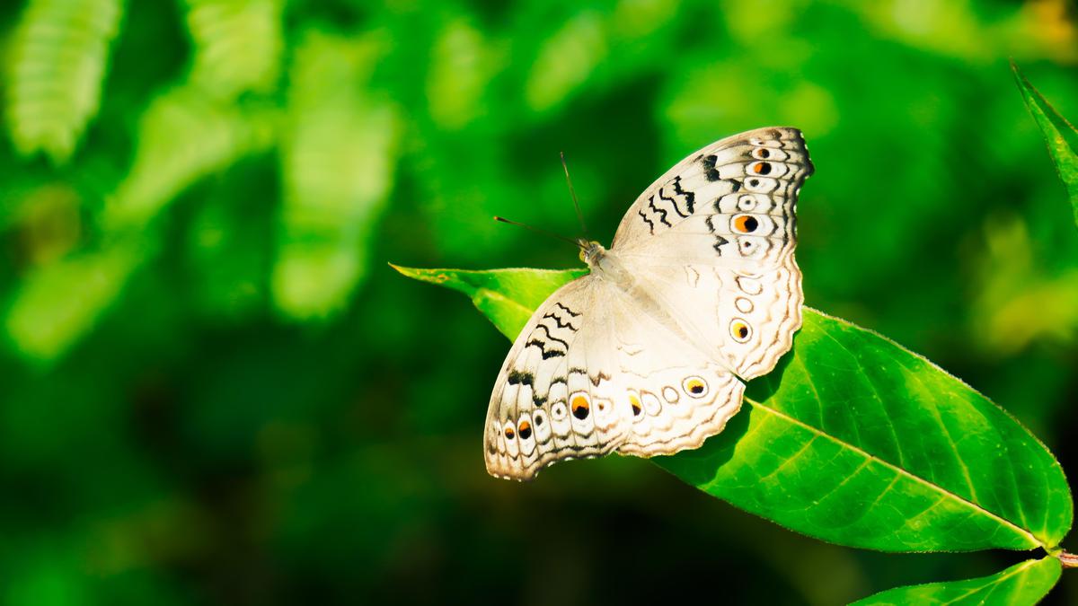 Image of Green, White, Organism, Insect, Invertebrate, Natural environment etc.