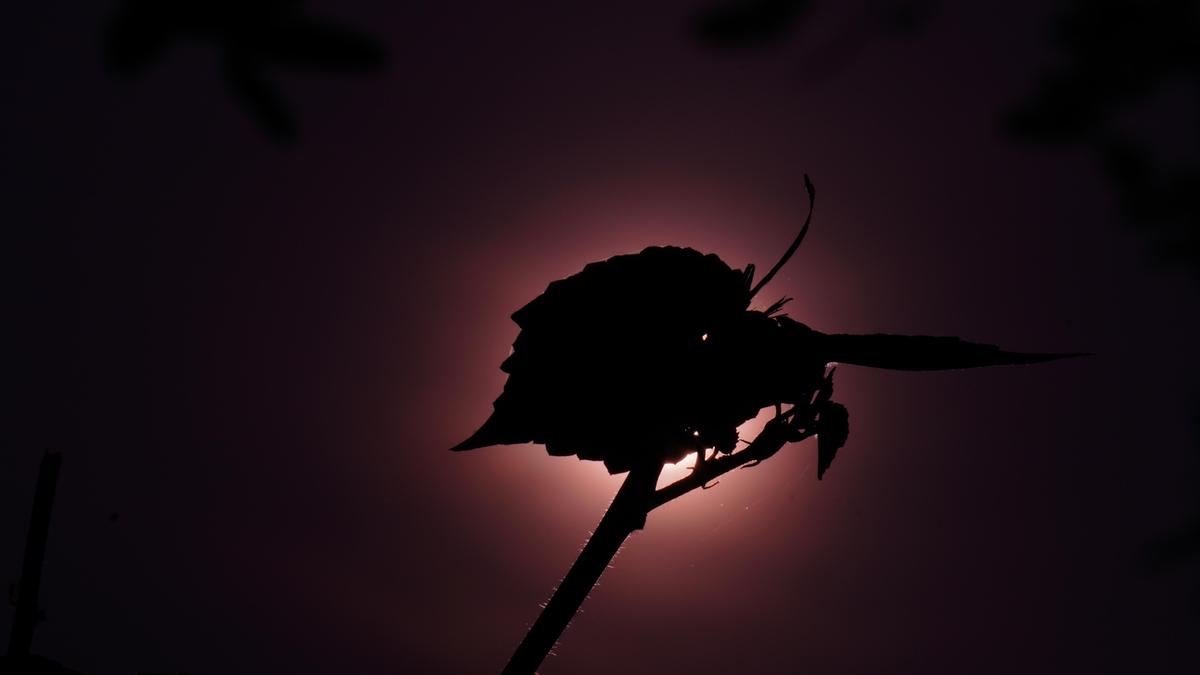 Image of Branch, Darkness, Botany, Silhouette, Backlighting, Twig etc.